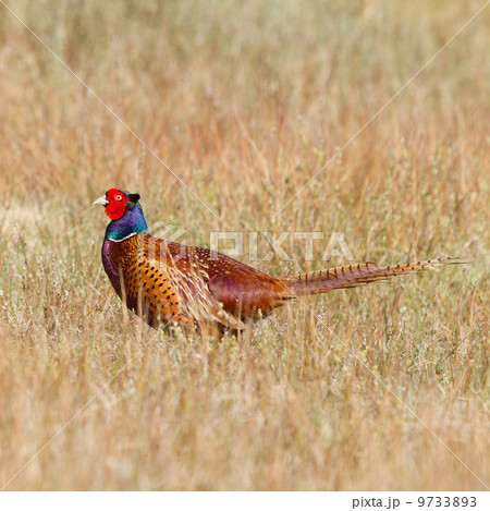 A common Pheasant A common Pheasant 9733893