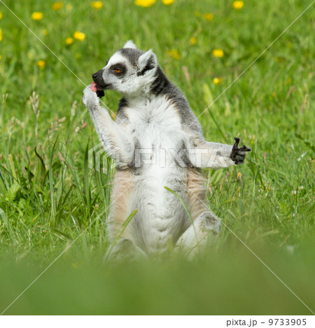 Sunbathing ring-tailed lemur in captivity 9733905