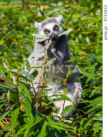 Ring-tailed lemur (Lemur catta) Ring-tailed lemur (Lemur catta) 9733915
