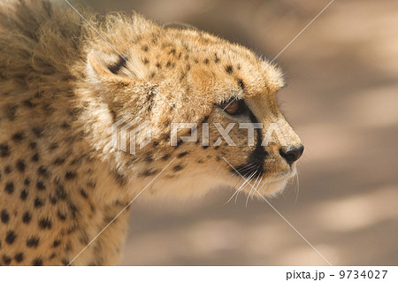 CLose-up of a wild cheetah CLose-up of a wild cheetah 9734027