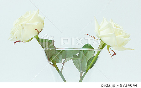 Two white roses 9734044