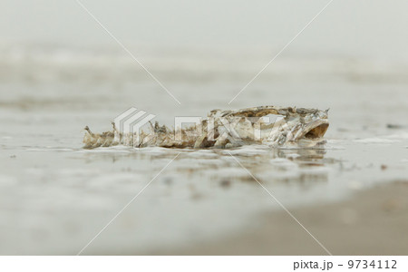 Decomposing dead fish carcass 9734112