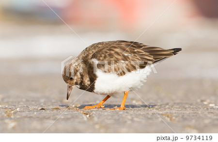 Ruddy Turnstone 9734119