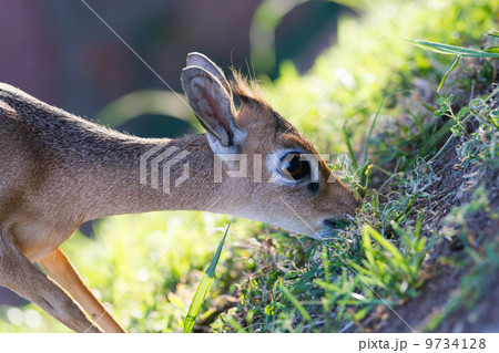 Kirk Dik-dik (Madoqua kirkii) Kirk Dik-dik (Madoqua kirkii) 9734128