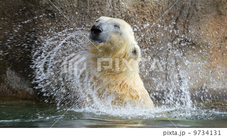 Close-up of a polarbear in capticity Close-up of a polarbear in capticity 9734131