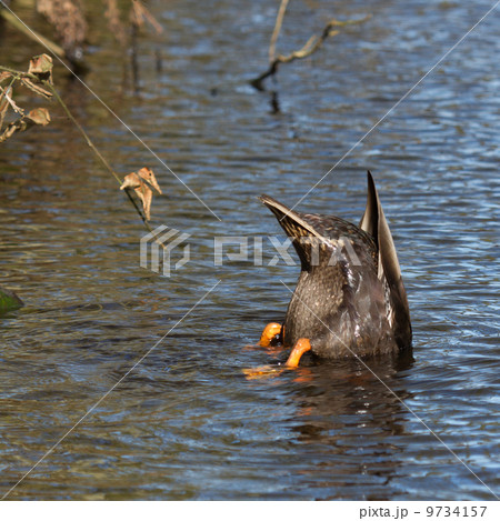 A duck is eating A duck is eating 9734157