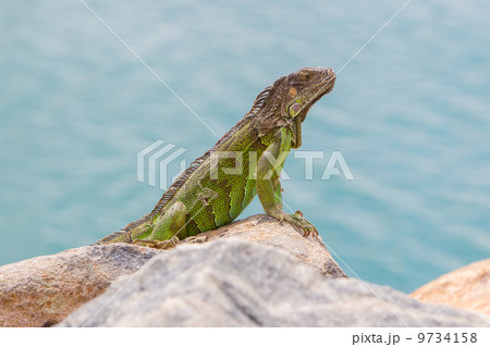 Green Iguana (Iguana iguana) sitting on rocks Green Iguana (Iguana iguana) sitting on rocks 9734158