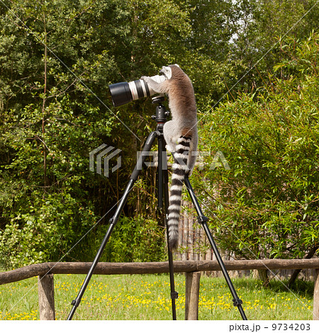 Ring-tailed lemur sitting on tripod 9734203