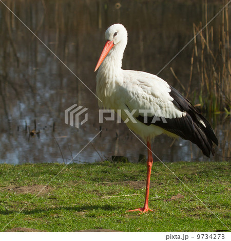 A stork in its natural habitat A stork in its natural habitat 9734273