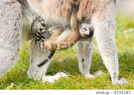 Ring-tailed lemur (Lemur catta) 9734287