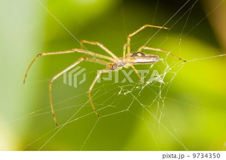 Large spider in a web Large spider in a web 9734350