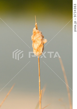 Fluffy, soft seeding Cattail 9734363