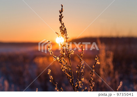 Frosty grass at winter sunset 9735041