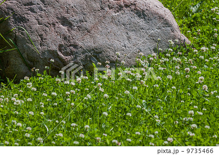 Granite stone in clover field 9735466