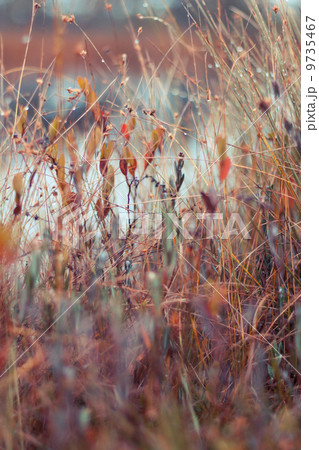 Dreamy swamp grass background 9735467