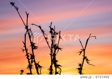 thistle, dry grass, nature background 9735468