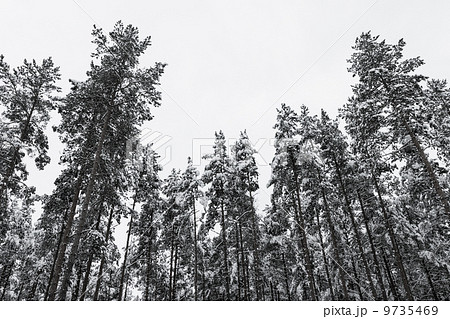 Winter pine forest with snow on trees 9735469