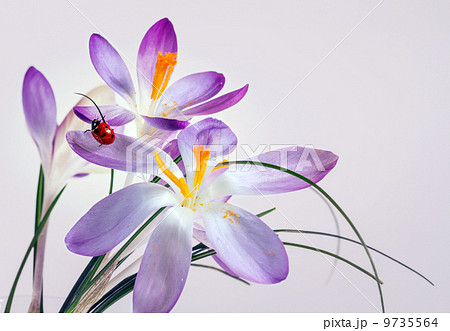 Ladybird on flower crocus 9735564