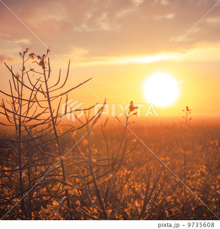 Rural grass on meadow 9735608
