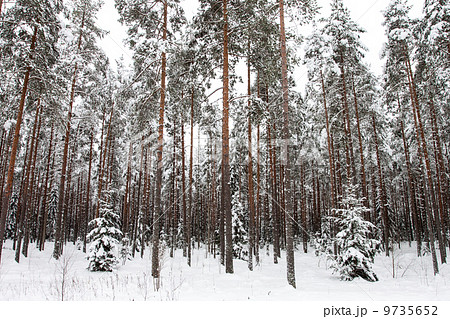 Winter forest 9735652