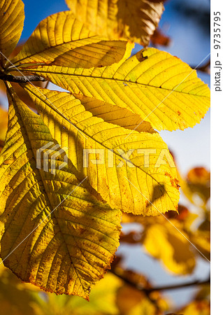 Autumn leaves Autumn leaves 9735795