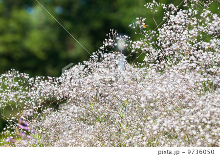 Pretty white flowers blooming in a garden 9736050
