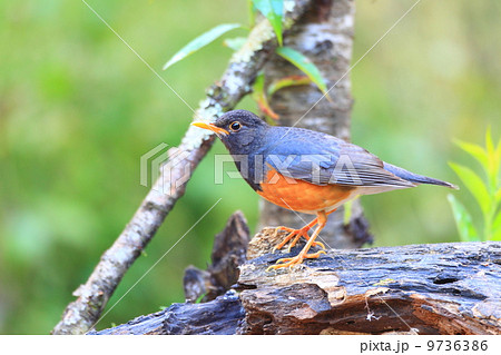 ムナグロアカハラ 9736386