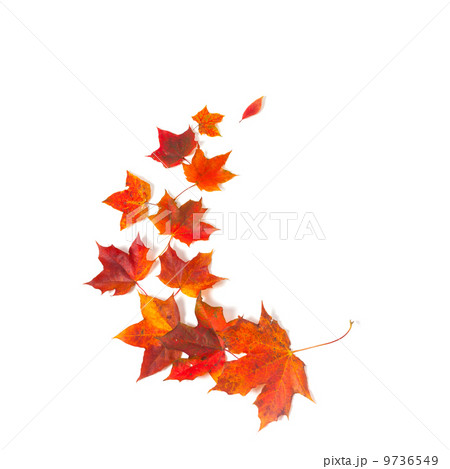 autumn maple leaves 9736549