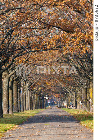 Colorful autumn scenery with ducks Colorful autumn scenery with ducks 9736632