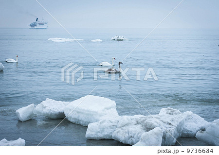 Swans In Winter 9736684