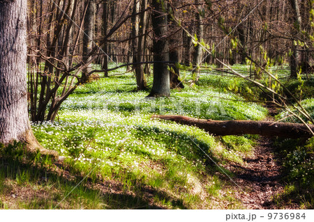 Beautiful wild flowers in forest 9736984