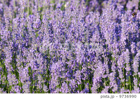 Lavender growing in summer garden closeup 9736990