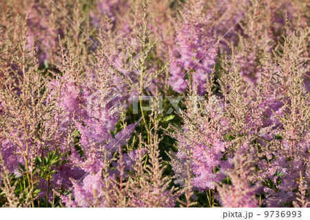 Pink Calluna vulgaris flower 9736993