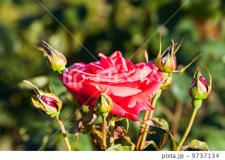 Red Rose on the Branch in the Garden Red Rose on the Branch in the Garden 9737134