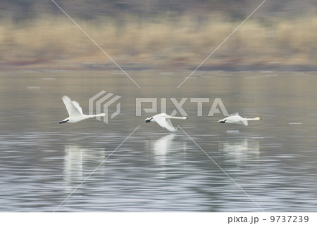 コハクチョウ飛翔 9737239
