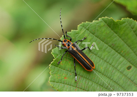 ハンノキカミキリ 9737353