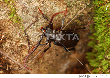 ノコギリカミキリ(オス) ノコギリカミキリ(オス) 9737363