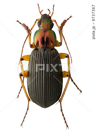 スジアオゴミムシ（オス・表） 9737367