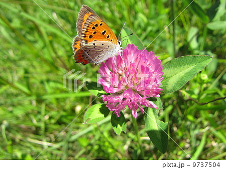 吸蜜するシジミチョウ 9737504