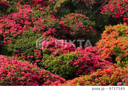 ツツジ ツツジ 9737589