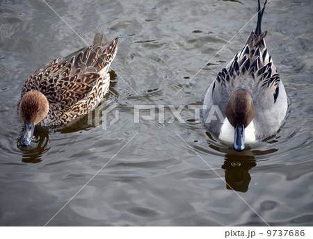 オナガガモ オナガガモ 9737686