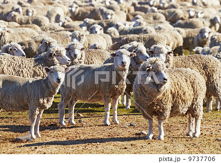 Herd of sheep Herd of sheep 9737706