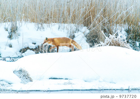 キツネ逃げる 9737720