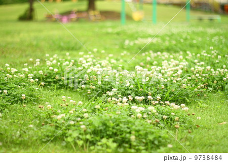 しろつめぐさ 9738484