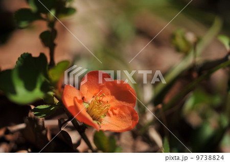 クサボケ　 9738824