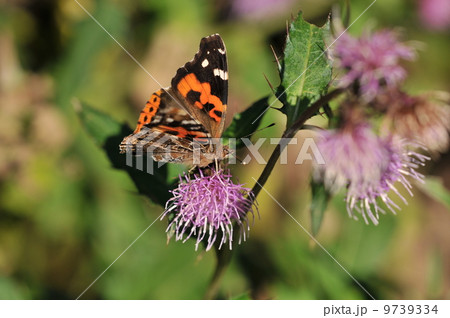 アカタテハ 9739334
