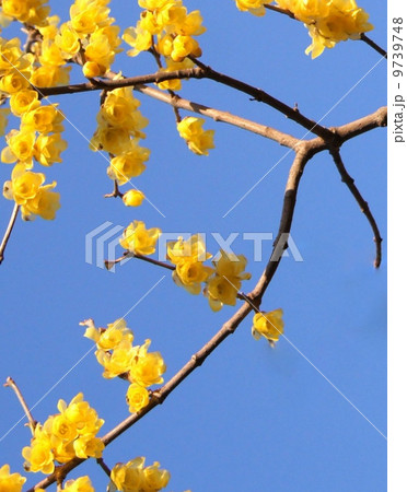 青空に映えるロウバイ:蝋梅 青空に映えるロウバイ:蝋梅 9739748