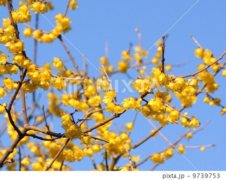 青空に映えるロウバイ:蝋梅 青空に映えるロウバイ:蝋梅 9739753