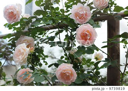 薄ピンク色のつる薔薇の写真素材