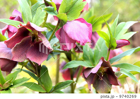 クリスマスローズ（赤系） 9740269